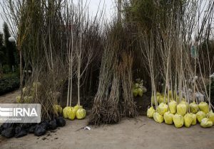 پرداخت یارانه بلاعوض برای خرید نهال مثمر در استان مرکزی