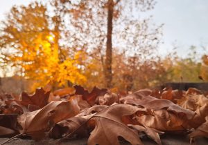 پاییز به آخرین برگ رسید؛ زمستان در آستانه سپیدی