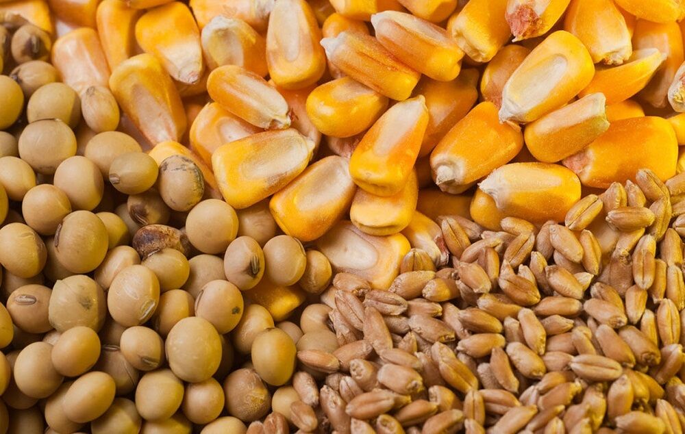 خرید ۳۳ هزار تن نهاده توسط تولیدکنندگان دام و طیور استان مرکزی